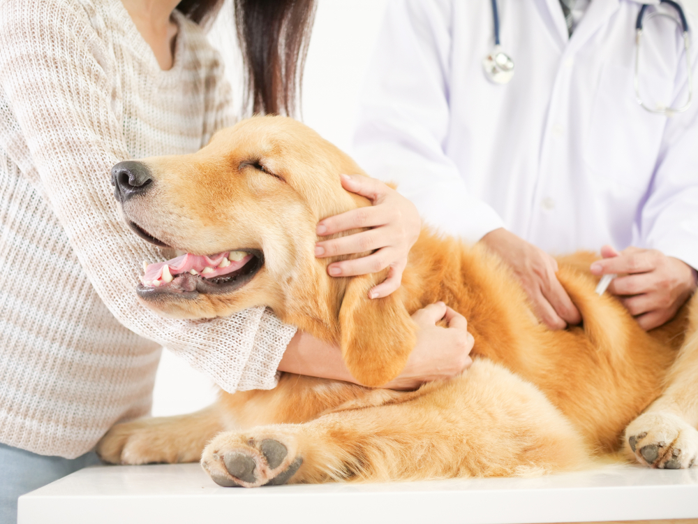 Understanding Pet Vaccinations: Protocols to Follow When Vaccinating Your Pet